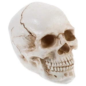 Anatomie Schädelmodell realistische menschliche Anatomie -Schädel Anatomische - Bild 1 von 12