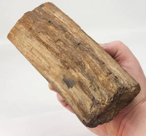 Versteinertes Holzteil - unbekanntes Alter und Ort - Bild 1 von 19