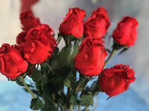 12 ECHTE ROTE FEDERROSEN - IDEALE HOCHZEITSDEKO / BRAUTBLUMEN - Bild 1 von 6