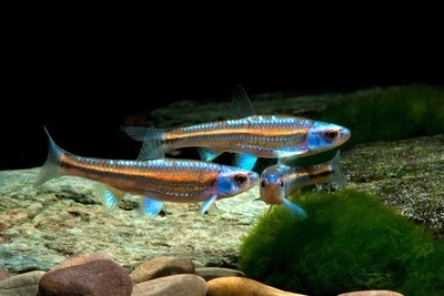 LOTTO PZ.10 Notropis Chrosomus (Rainbow Shiner) - Pesci laghetto acquario POND - Immagine 1 di 2