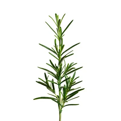 edn SmallGarden Rosemary SeedPods - 10 Pack - Image 1 of 4