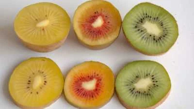 Kiwi Fruit Seeds All type of Golden Yellow Red Green Gooseberry Organic Non-GMO - Image 1 of 2