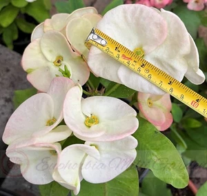 Euphorbia milii RIESENWAT Dornenkrone Thai Hybride Corona de Cristo Kaktus - Bild 1 von 18
