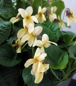 VIOLA ODORATA SULFUREA 'IRISH ELEGANCE', YELLOW SWEET VIOLET - Picture 1 of 5