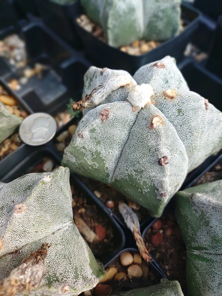 Astrophytum myrio blanco LEM más grande que el tamaño softbol Foto 1 de 1