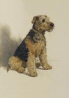 WELSH TERRIER DOG GREETING CARD CHARMING SITTING DOG  NOTE CARD