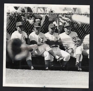 1971 Press Photo, Leo Durocher & Coaching Staff for Chicago Cubs, Scottsdale AZ - Picture 1 of 2