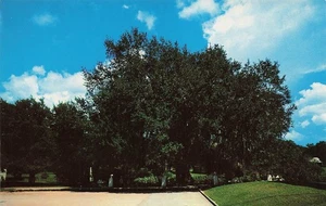Evangeline Oak St Martinville LA Vintage Postcard - Picture 1 of 2
