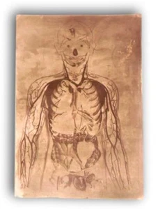 Antica lastra matrice zinco litografie corpo umano modello anatomico 1 skull - Imagen 1 de 8