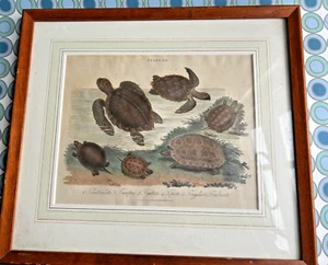 1827 antique TESTUDO PRINT tortoise turtle vtg painting art sea ocean nautical  - Picture 1 of 9