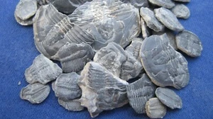 LOTE DE 50 PARCIALES DE TRILOBITES FÓSILES ELRATHIA - Imagen 1 de 4
