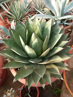 Agave victoria viridis forma verde dentada Planta nueva joven 8 cms - Imagen 1 de 4