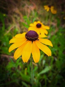 500+ Rudbeckia - Black Eye Susan Seeds Perennials/Pollinator/Wildflower/Native - Picture 1 of 1
