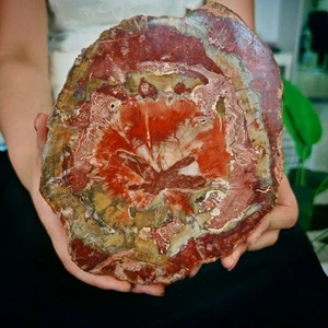 Rebanada de madera petrificada de cristal natural de 2,86 lb muestra de curación de reiki - Imagen 1 de 12