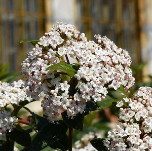10 SEMI DI Viburno tino - Viburnum tinus L..  - Foto 1 di 1