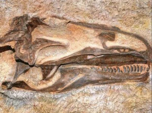Postcard Camarasaurus Skull Fossil Jurassic Dinosaur Nat'l Monument Utah MINT - Picture 1 of 1