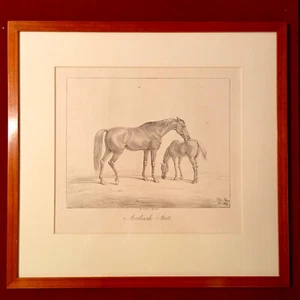 Lithografie,ALBRECHT ADAM, PFERDESTUDIEN 1819, arabische Stute - Picture 1 of 6