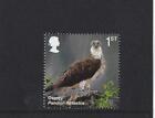 GREAT BRITAIN 2018 REINTRODUCED SPECIES OSPREY UNMOUNTED MINT, MNH