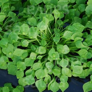 Espinaca cubana, POSTEL DE INVIERNO, portulak de invierno, semillas orgánicas Demeter, 1,25 g - Imagen 1 de 3