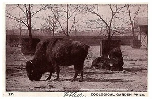 Buffalo Zoological Garde Fairmount Park Philadelphia Pennsylvania Postcard - Picture 1 of 2