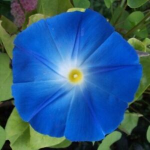 Heavenly Blue Morning Glory Seeds | Non-GMO | Free Shipping | Seed Store | 1181