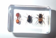Honey Bee & Blue Bottle Fly & Ant Collection Set Clear Education Insect Specimen
