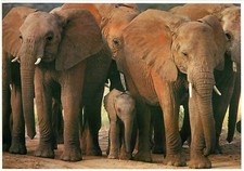 African Elephants and Baby Exotic Wildlife Vintage 1989 Postcard 7" x  5"