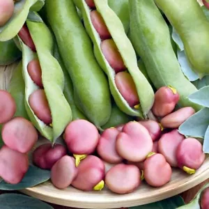 Karmazyn Broad Bean - Vicia faba - Puffgohne - 5+ semillas - semillas - H 143 - Imagen 1 de 1