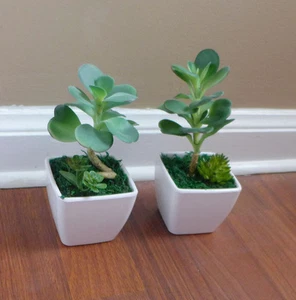 2 Mini Wüstengras Künstliche Sukkulenten im Topf - Bild 1 von 4