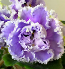 African Violet PLANT ~ RS-BELLISIMO SPORT (Ukr) Double Frilled Star YOUNG PLANT