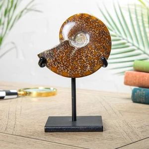 Soporte fósil de amonita pulido entero de 5,5 pulgadas (Cleoniceras sp) - Imagen 1 de 6