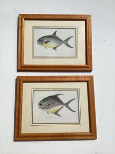 Pair Lithographs Of Pompano Fish In Birdseye Maple Frames - Picture 1 of 13