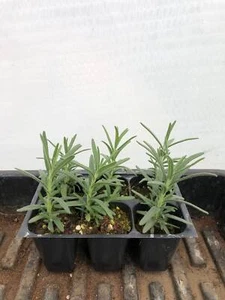 Rosemary Live Plants - Seedlings/Plugs- 3"- 4" tall - 40-60 days old. - Picture 1 of 3