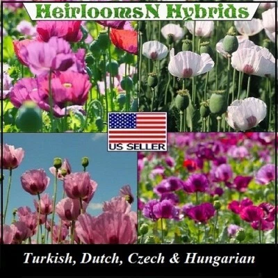 20,000+ Stratified Mixed Garden Papaever Somniferum Poppy Seeds For Planting - Image 1 of 4