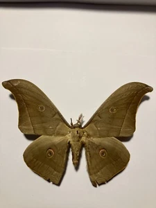 Insecto/Mariposa/Polilla Extendida B2356 Raro Saturniidae Polilla Luna Lunar (India Oriental) - Imagen 1 de 4