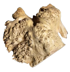 TAPPO ACERO BURL TORNITURA LAVORAZIONE DEL LEGNO CIRCA 12x12x3,5 IN - Foto 1 di 5