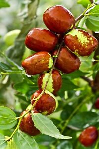 Jujube Fruit Tree superfruit Ziziphus jujube Fast Growing 10 seeds Free Shipping