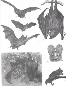 Impresión artística sin marco 8x10 - Gran decoración de laboratorio de biología MURCIÉLAGOS HALLOWEEN animales góticos - Imagen 1 de 1
