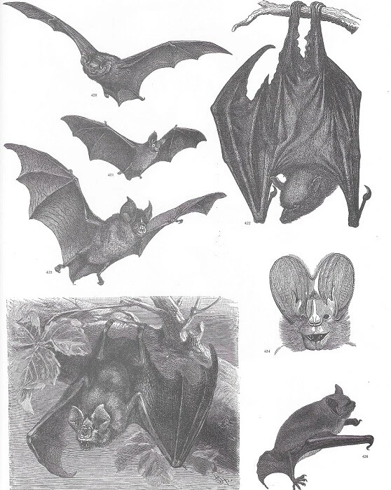 8x10 Unframed Art Print - Great Biology Lab Decor BATS HALLOWEEN gothic animals - Imagem 1 de 1