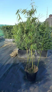 Bambus fargesia robusta Campbell C10 ca. 140 cm Hecke - Bild 1 von 3