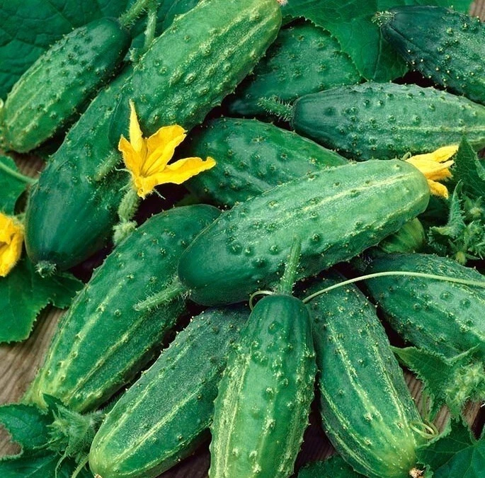 CUCUMBER GHERKIN SREMSKI, ŚREMSKI  Seeds, Ogórek, Eco,ogorek - Image 1 of 1