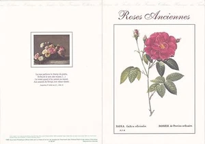 Document Philatélique 1er Jour : 37 1999 - Roses Anciennes - Imagen 1 de 2
