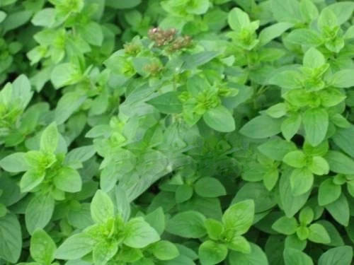 Majoran Samen Kräutersamen Kräutersaatgut - Bild 1 von 1