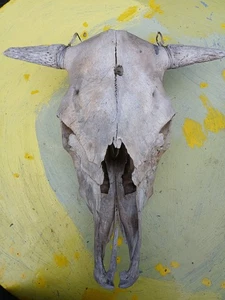 Sehr alter Stier-Bullen-Schädel Trophäe 52cm  - Bild 1 von 20