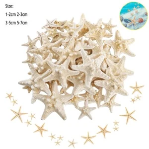 5/12/25/50/100 Popular New Natural Starfish Shell Beach Craft Natural Starfish - Picture 1 of 5