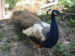 5 Peacock Peahen Peafowl hatching eggs - Picture 1 of 15