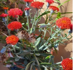 25 Semillas de Senecio fulgens de flor roja - ideal para macetas - Imagen 1 de 2