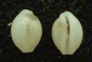 Seashell Trivia corrugada 4,5-5 mm gema/F++ - Imagen 1 de 1