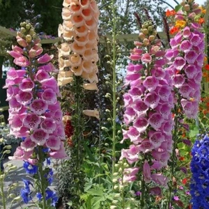 Foxglove Excelsior Mix 300/600+seeds Shade Stunning Cottage Flower Garden*BONUS - Picture 1 of 6