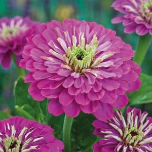 Semi di zinco viola semi di fiori - Foto 1 di 2